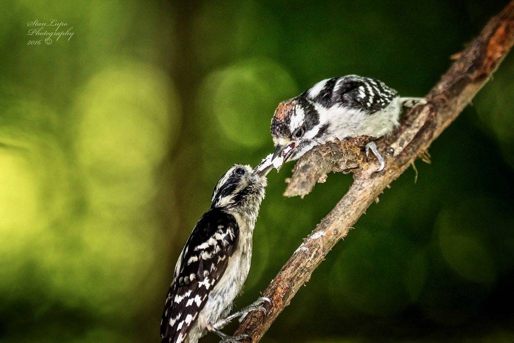 Nurturing by stanlupo (Thanks for 4,000,000 views) is licensed under CC BY-NC-ND 2.0